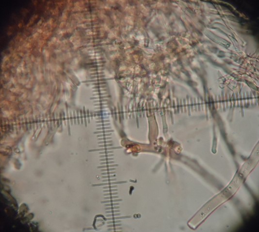 Pycnoporellus? (Pycnoporellus fulgens)